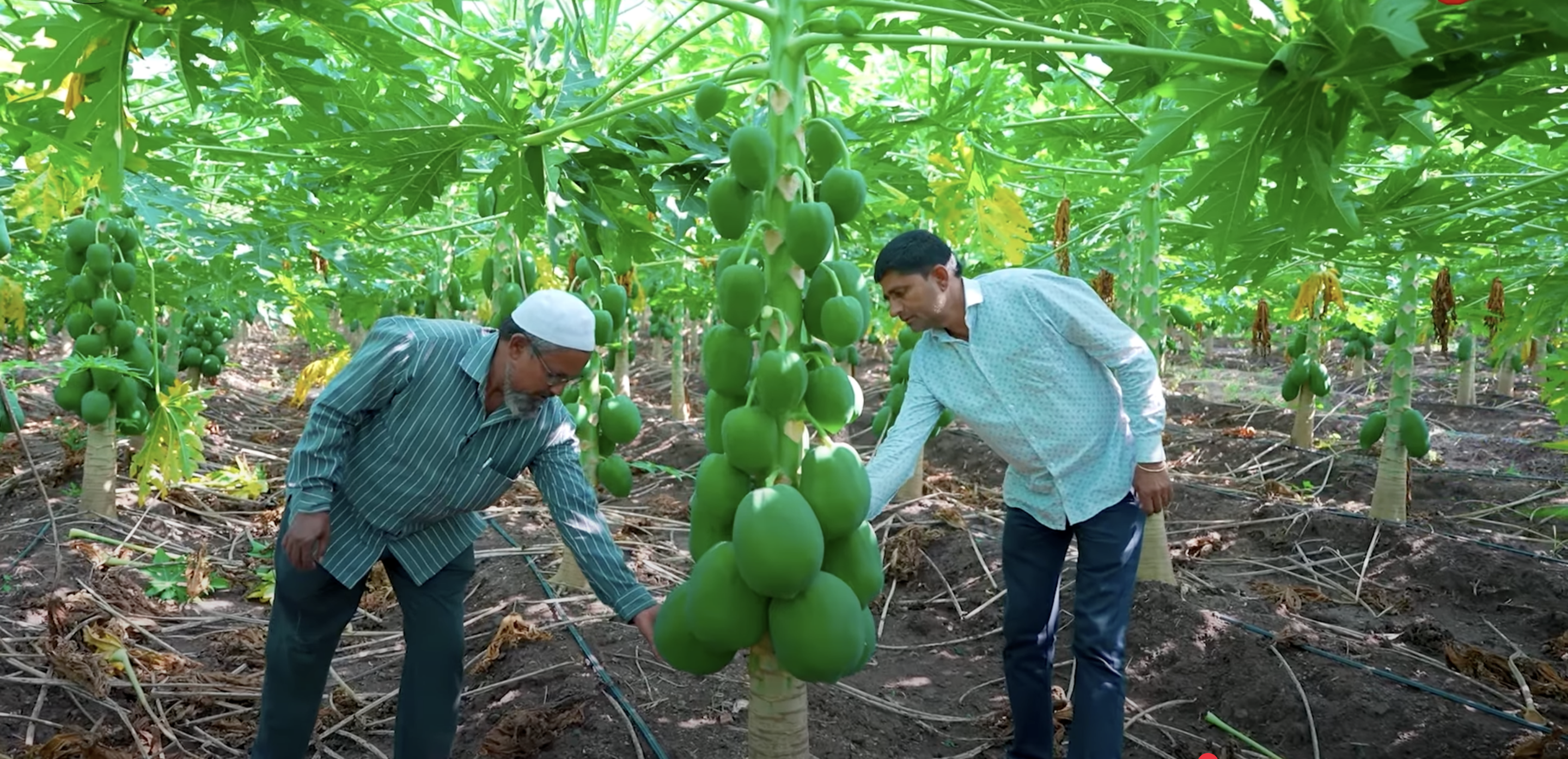 स्ट्रॉबेरी और ड्रैगन फ्रूट