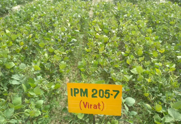 मूँग की खेती