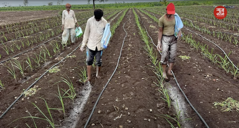 मार्च-अप्रैल के महीने में गन्ने की बुवाई
