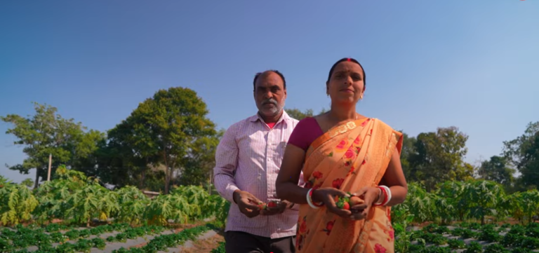 झारखंड के खूंटी जिले के रांडा गांव के किसान रूप चंद्र महतो और उनकी पत्नी मीरा देवी ने सिर्फ 2.5 एकड़ जमीन से लाखों रुपये की कमाई कर रही हैं।