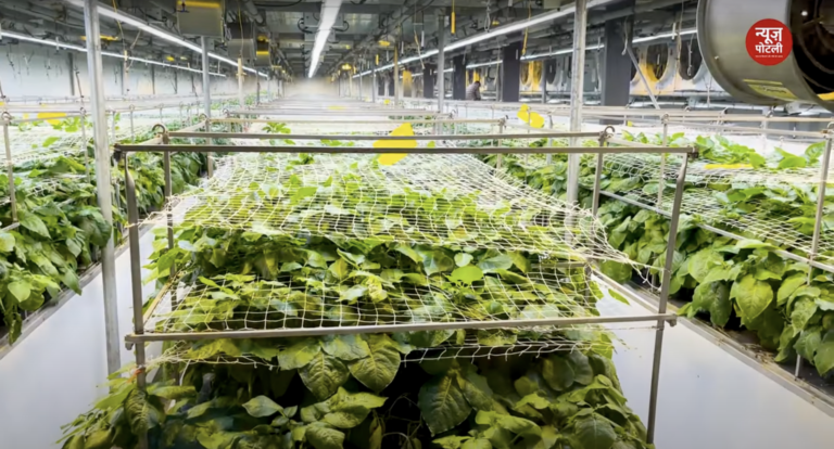 टिशू कल्चर तकनीक