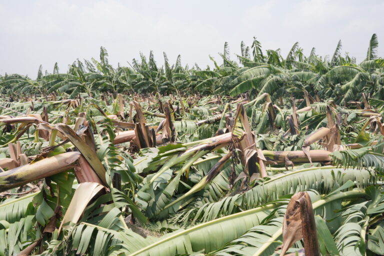 लखीमपुर खीरी में 21 मई को आई आंधी और तूफान में केले की 30% फसल बर्बाद हो गई।