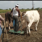 ग्रीष्मकालीन जुताई