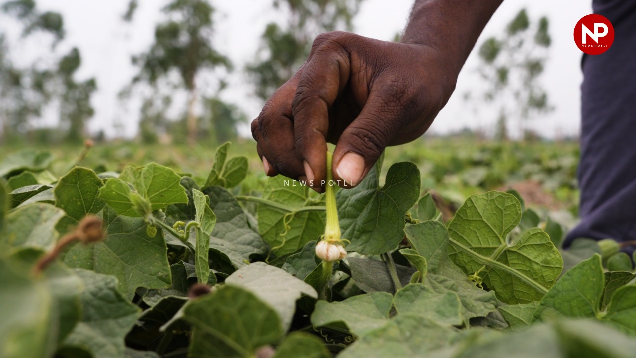 Hand Pollination ऐसी तकनीक है, जिसके जरिए किसान फूलों का खुद से परागड़ कराते हैं। इस विधि से उत्पादन बढ़िया होता है।