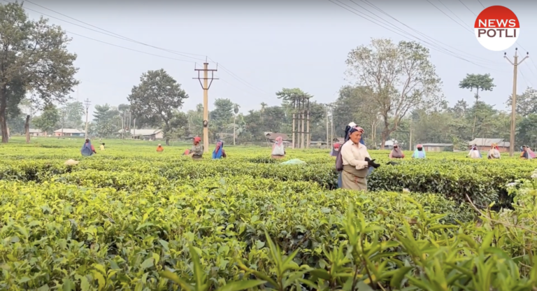 चाय की खेती