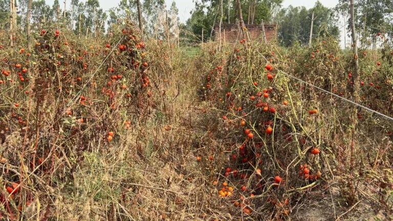 इस बार टमाटर के रेट इतने गिर गए हैं कि, किसानों के लिए लागत निकालने मुश्किल हो गया है। किसान 2-5 रुपये में टमाटर बेचने को मजबूर हैं।