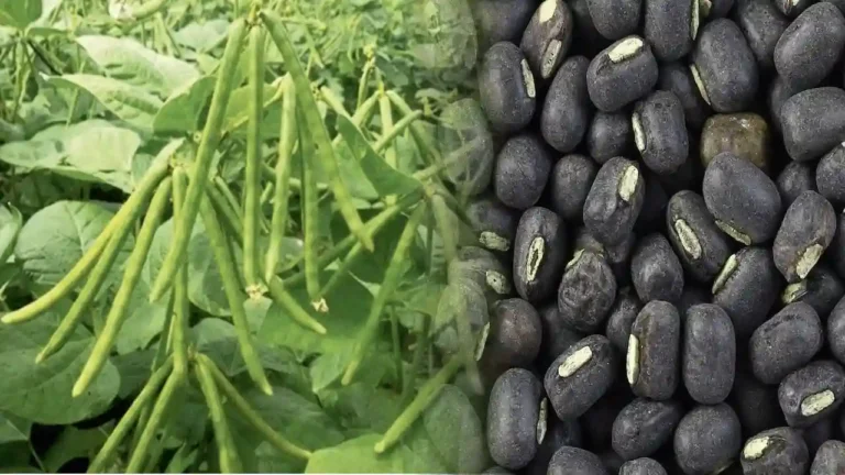 उड़द की दो नई किस्में