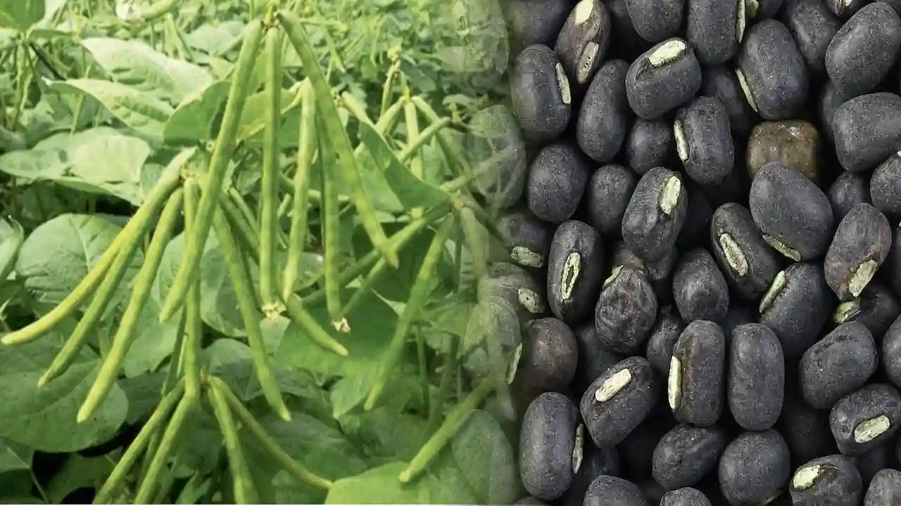 उड़द की दो नई किस्में