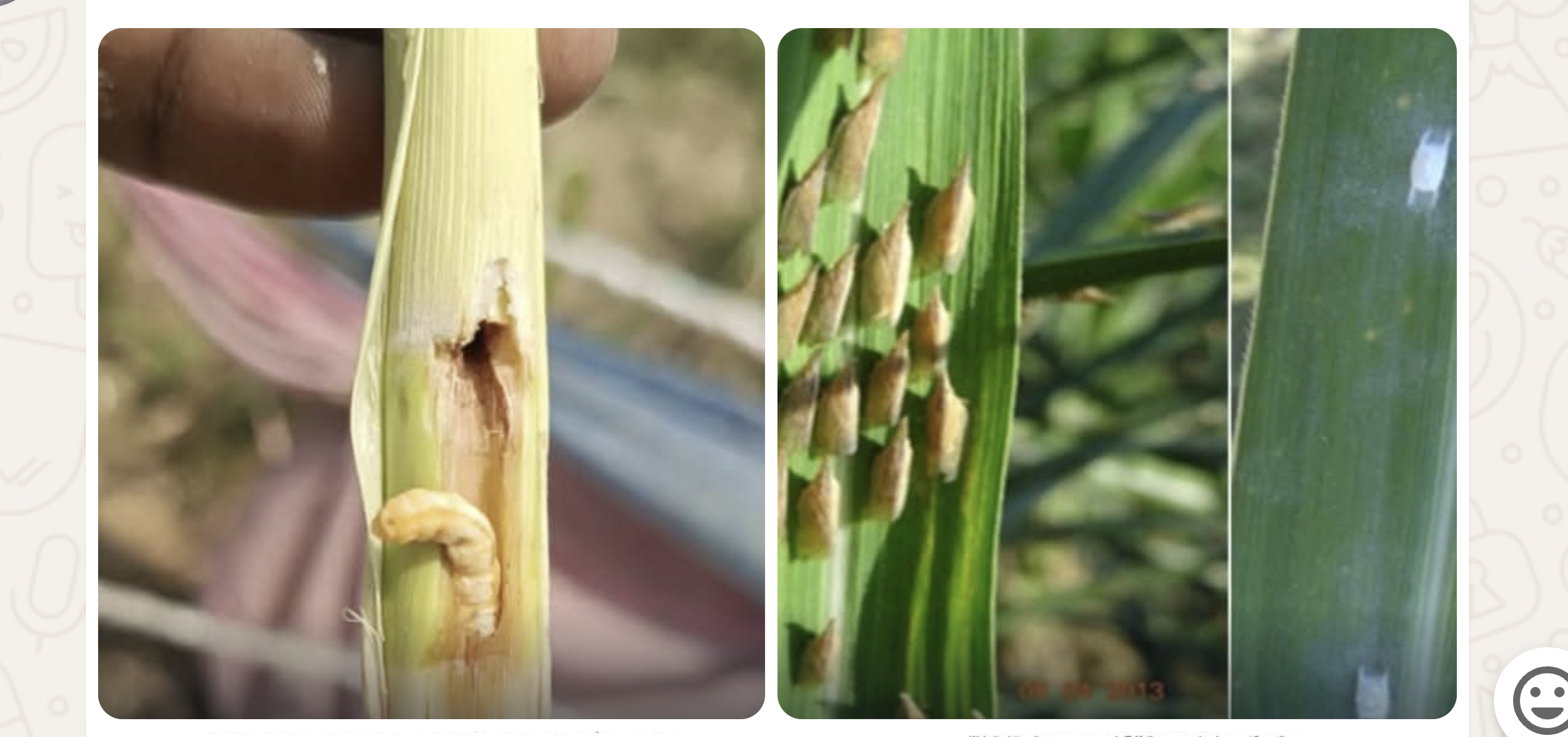 गन्ने की फसल