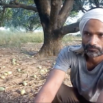 तूफान के बाद आम की फसल को भारी नुकसान, यूपी में आंधी बारिश से चौतरफा तबाही आम की फसल