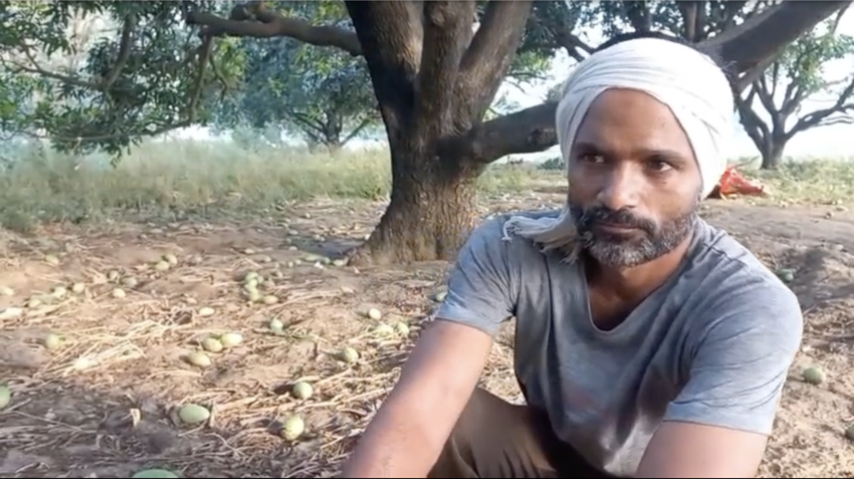 आम की फसल