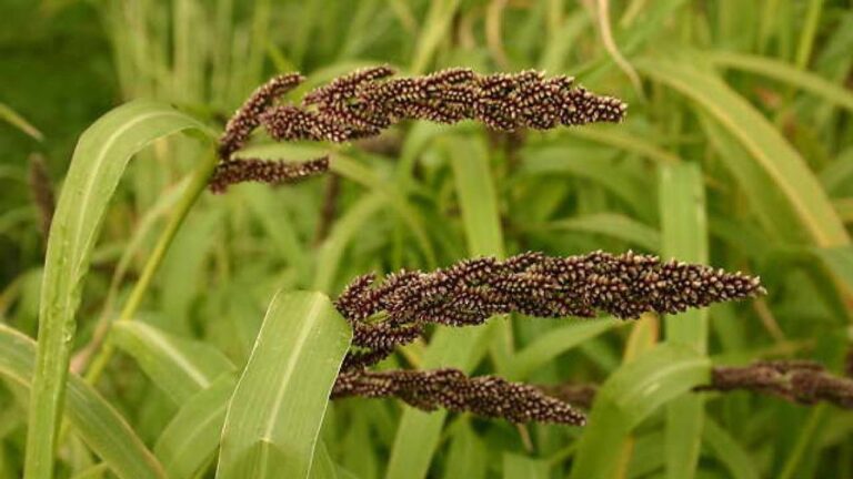 फिंगर मिलेट