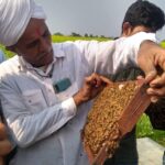 'स्वीट रिवॉल्यूशन'