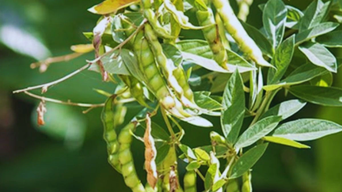 ICRISAT