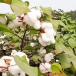 पंजाब में कपास का रकबा 20 फीसदी बढ़ा, बीज पर 33 प्रतिशत सब्सिडी भी दे रही है सरकार पंजाब