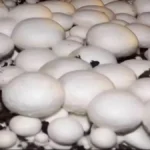 मशरूम की खेती के लिए 12 लाख रुपये की सब्सिडी दे रही है बिहार सरकार, इस वेबसाइट से करें आवेदन