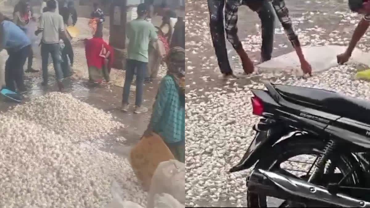 मंदसौर मंडी