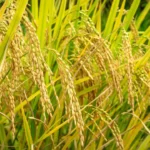 दुनिया की पहली दो Genome-edited चावल की किस्मों के बारे में जानिए