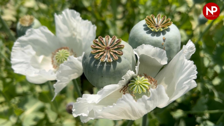 opium .jpg - News Potli