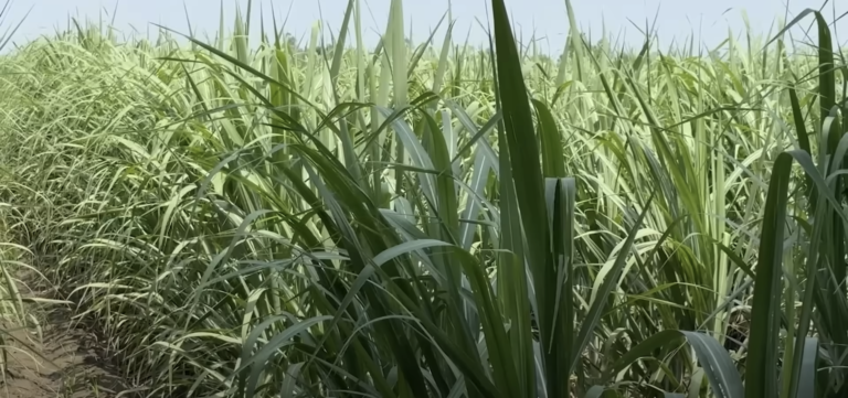 sugarcane - News Potli