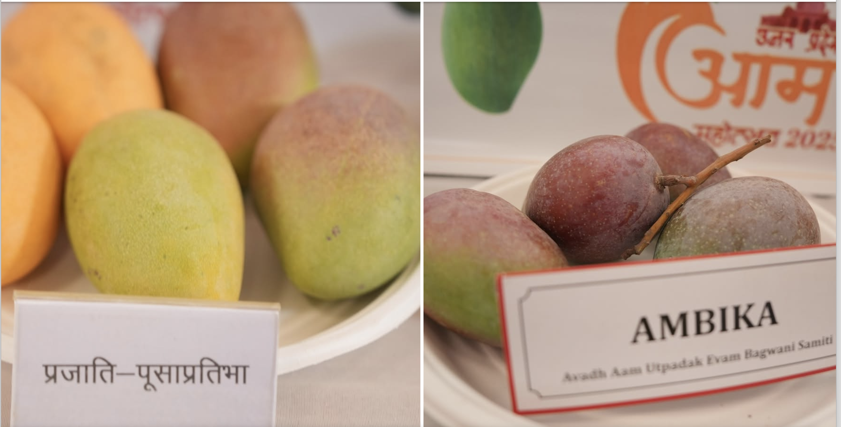 उत्तर प्रदेश आम महोत्सव