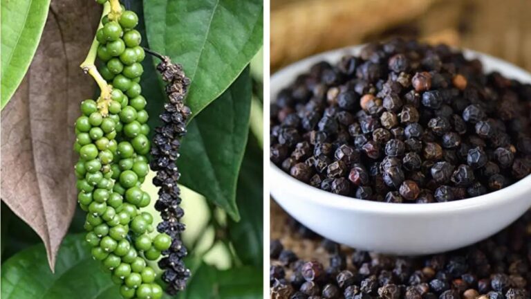 काली मिर्च की खेती