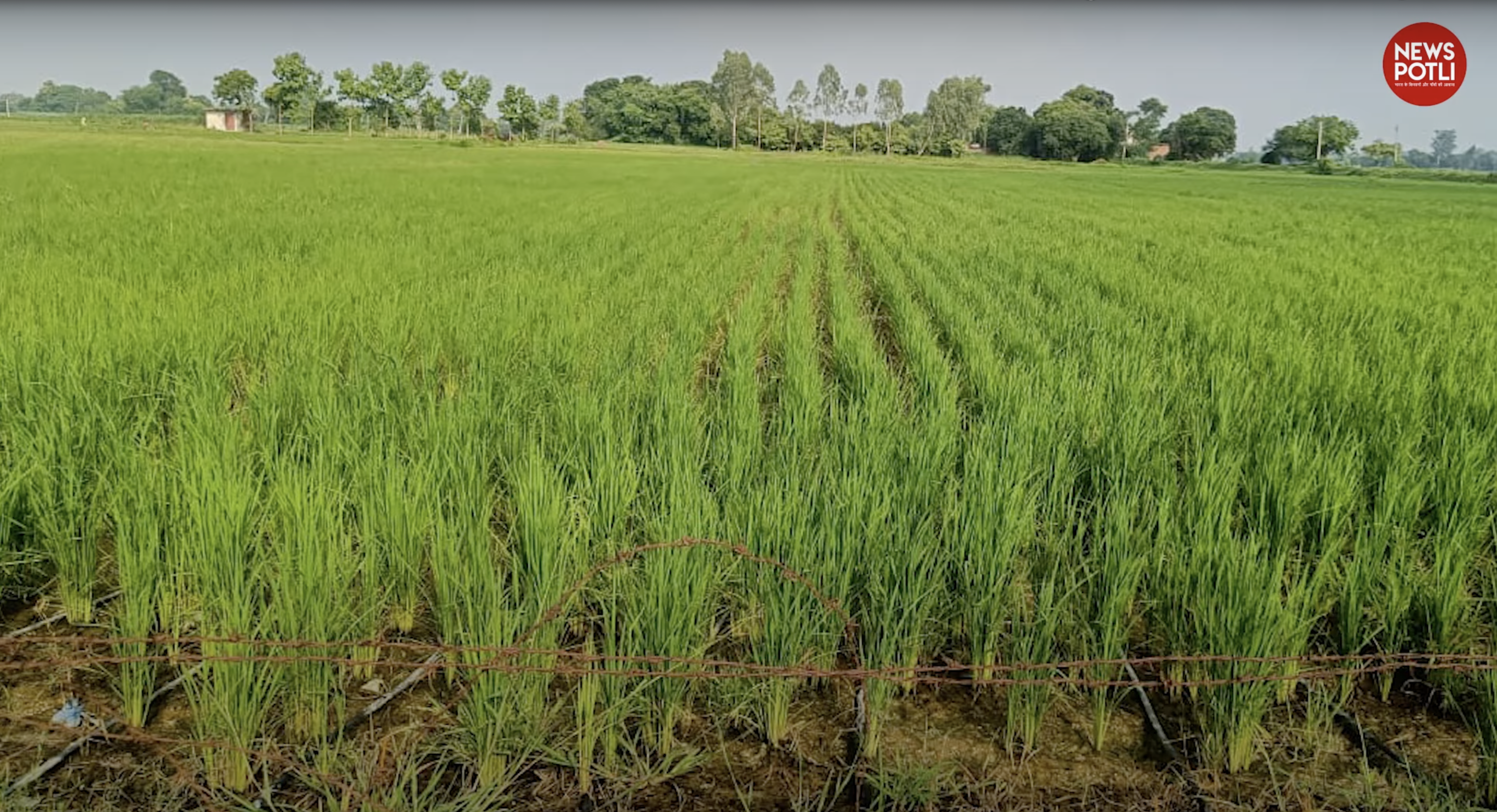 बकानी रोग