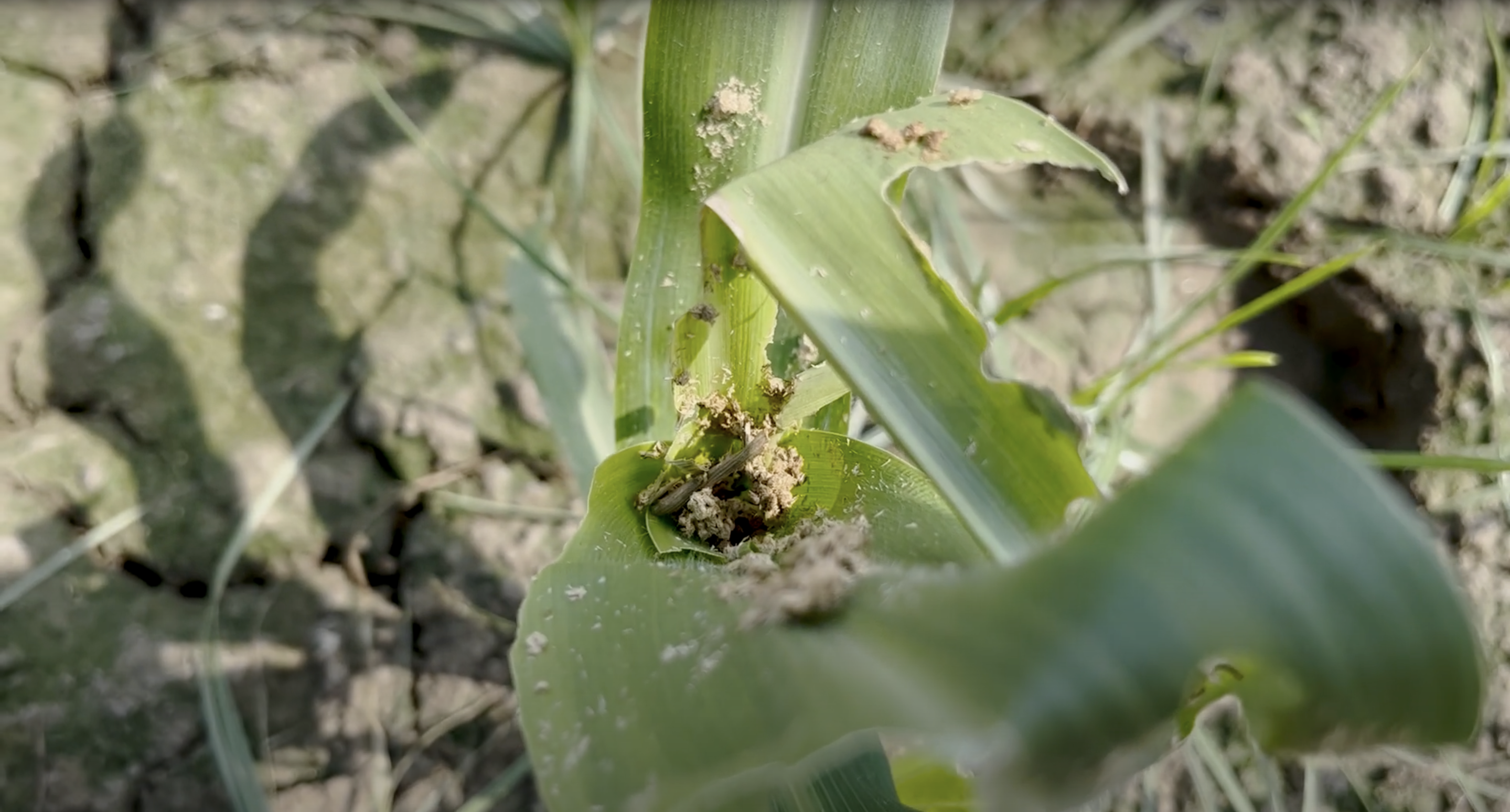 फॉल आर्मीवर्म