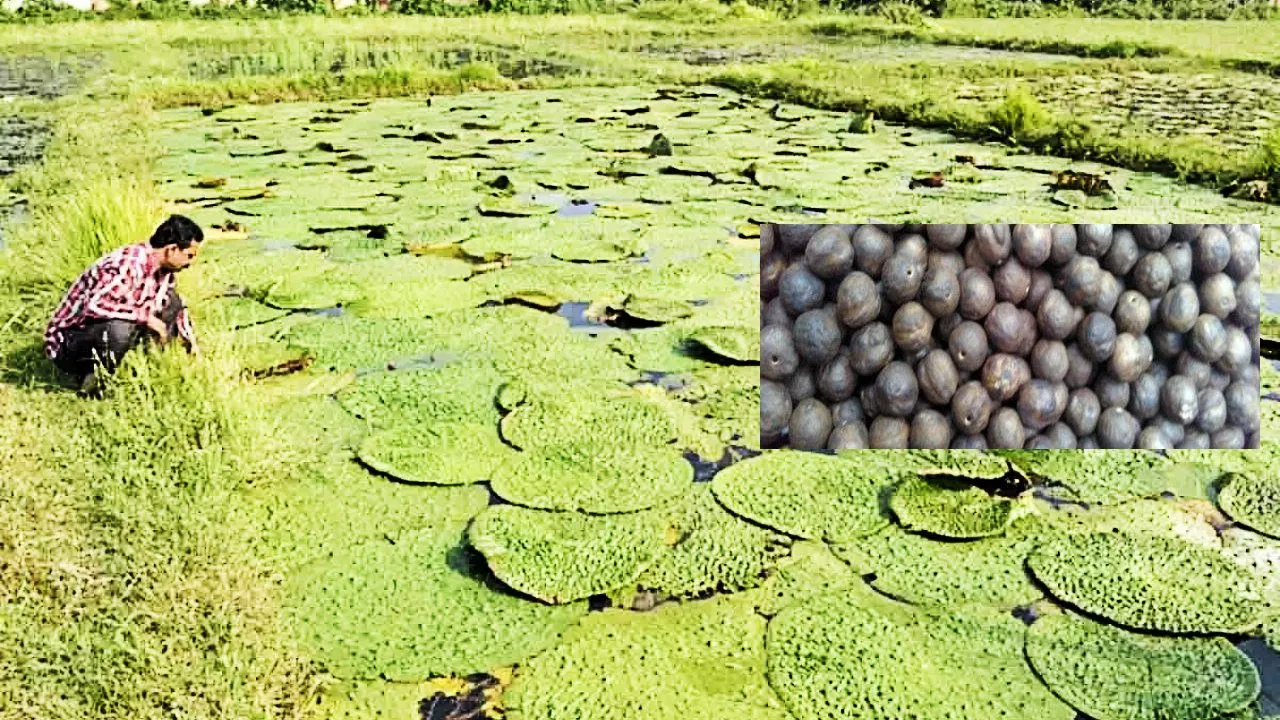 मध्य प्रदेश