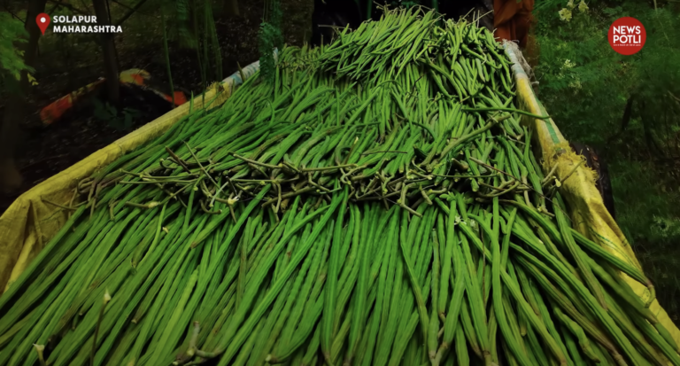 मोरिंगा - News Potli