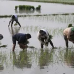 भारी बारिश