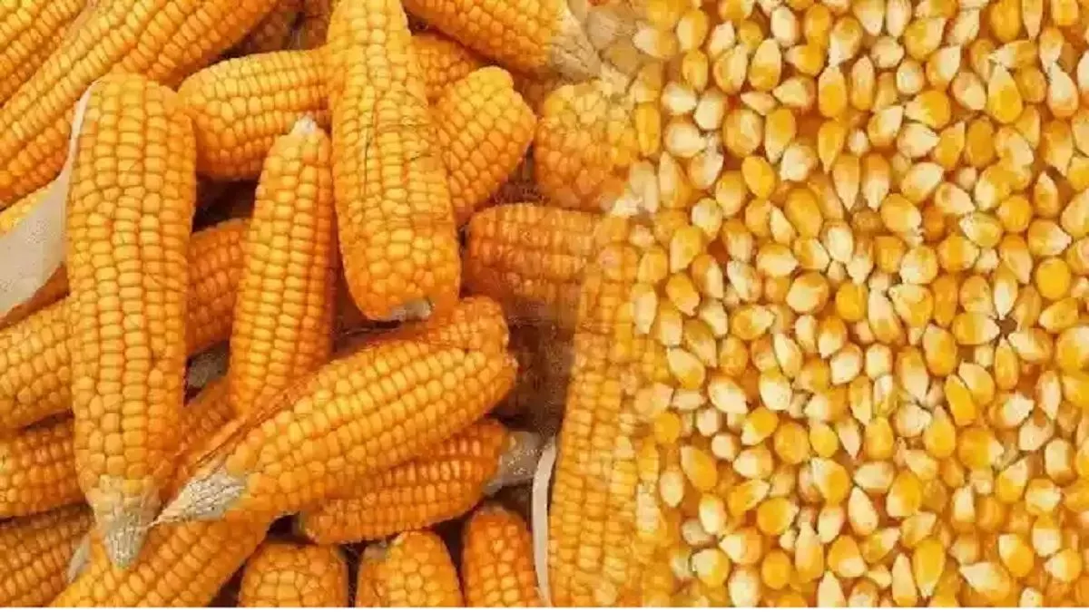 मक्के
