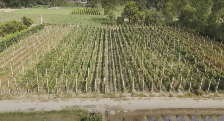 प्राकृतिक खेती