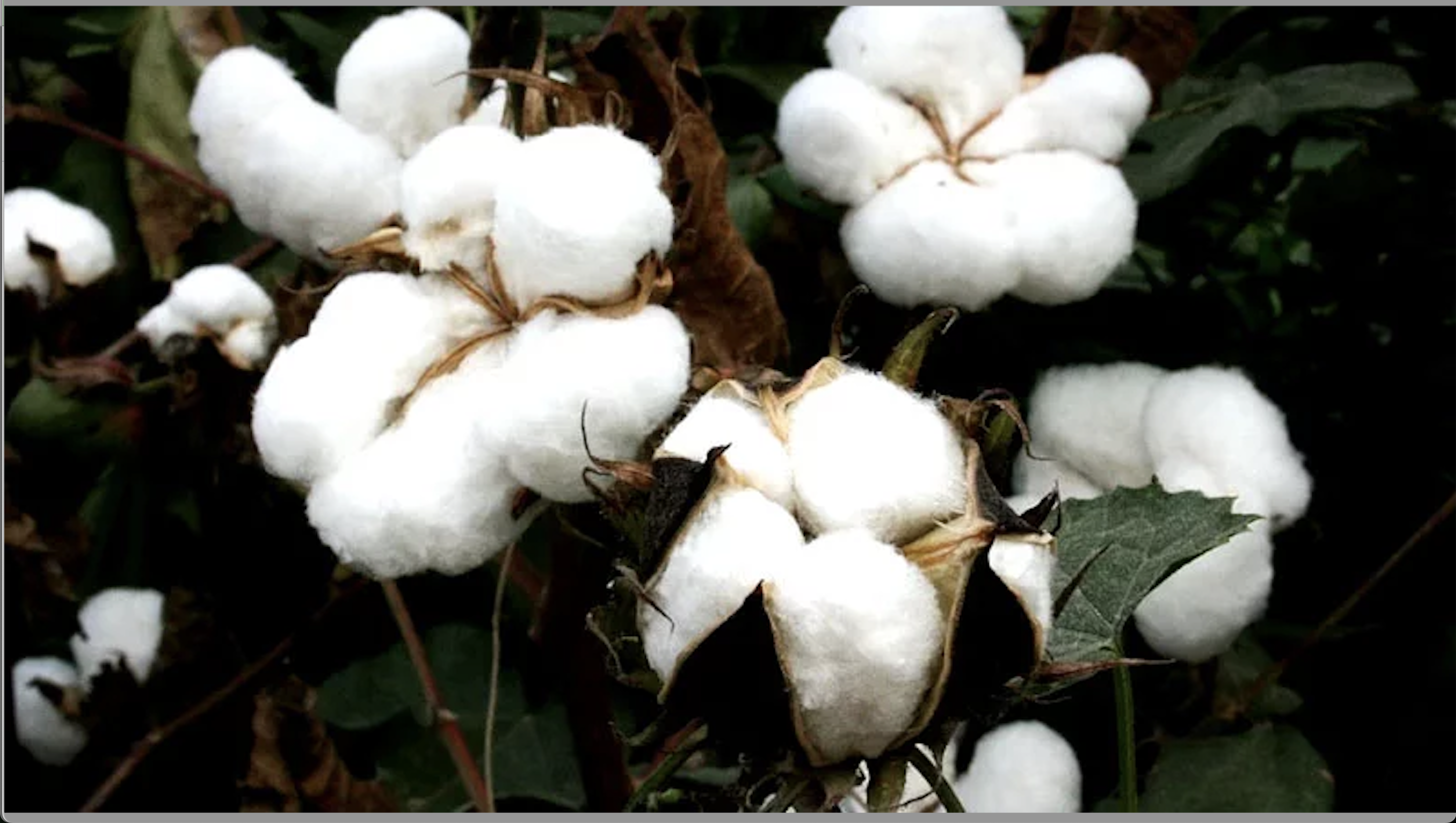 कपास उत्पादन