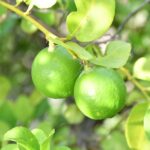 कर्नाटक से UAE तक पहुँचा Indi Lime का पहला निर्यात कर्नाटक