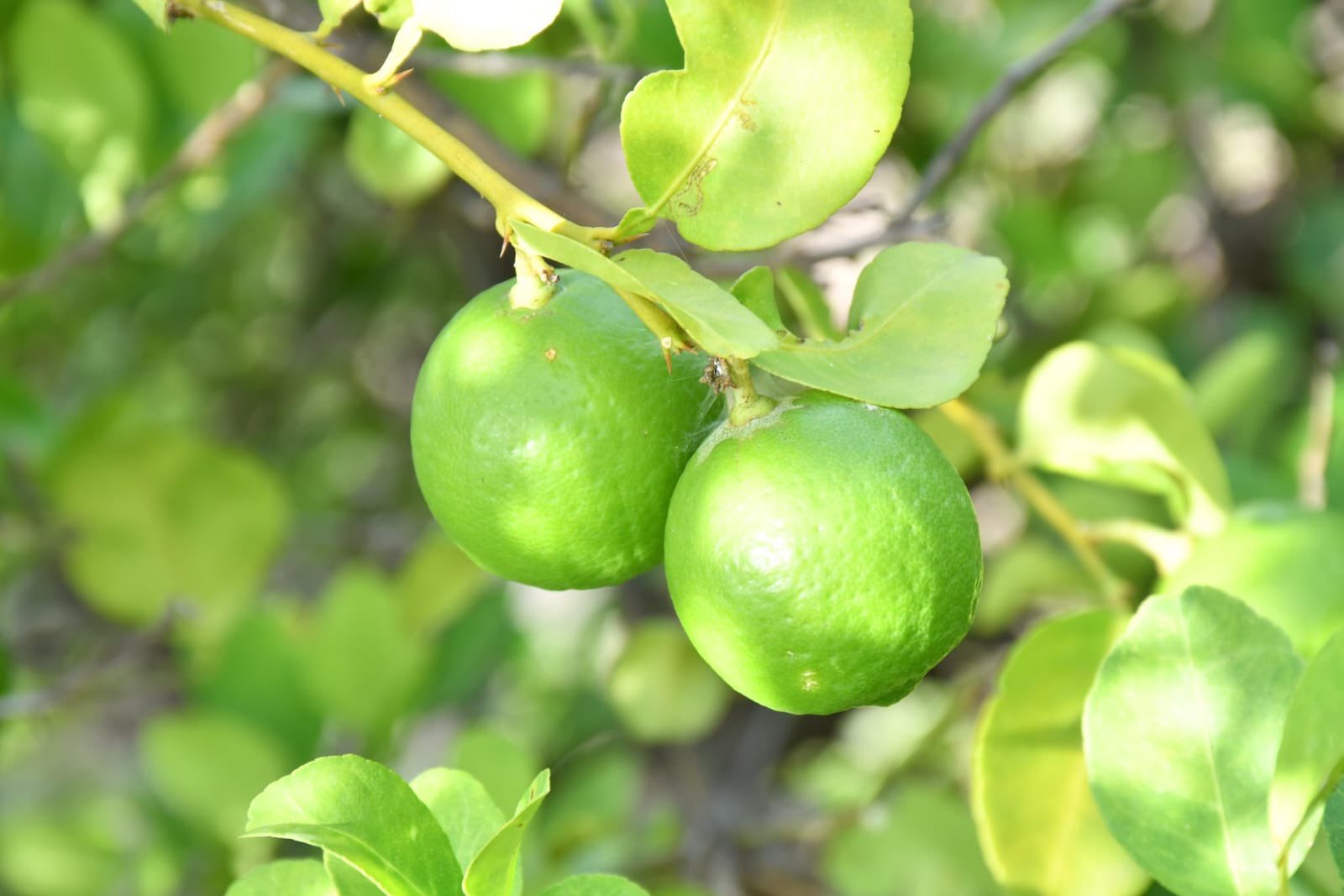 कर्नाटक