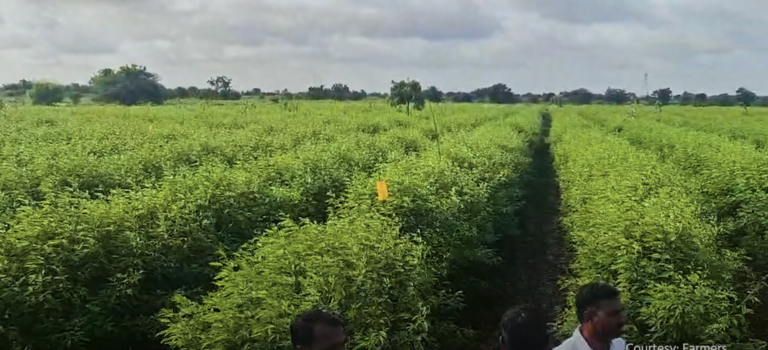 अरहर की फसल