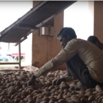 क्यों गिरे आलू के दाम? सही वजह अब पता चली आलू के दाम