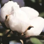 आयात शुल्क हटाने
