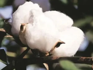 आयात शुल्क हटाने