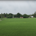 खरीफ धान