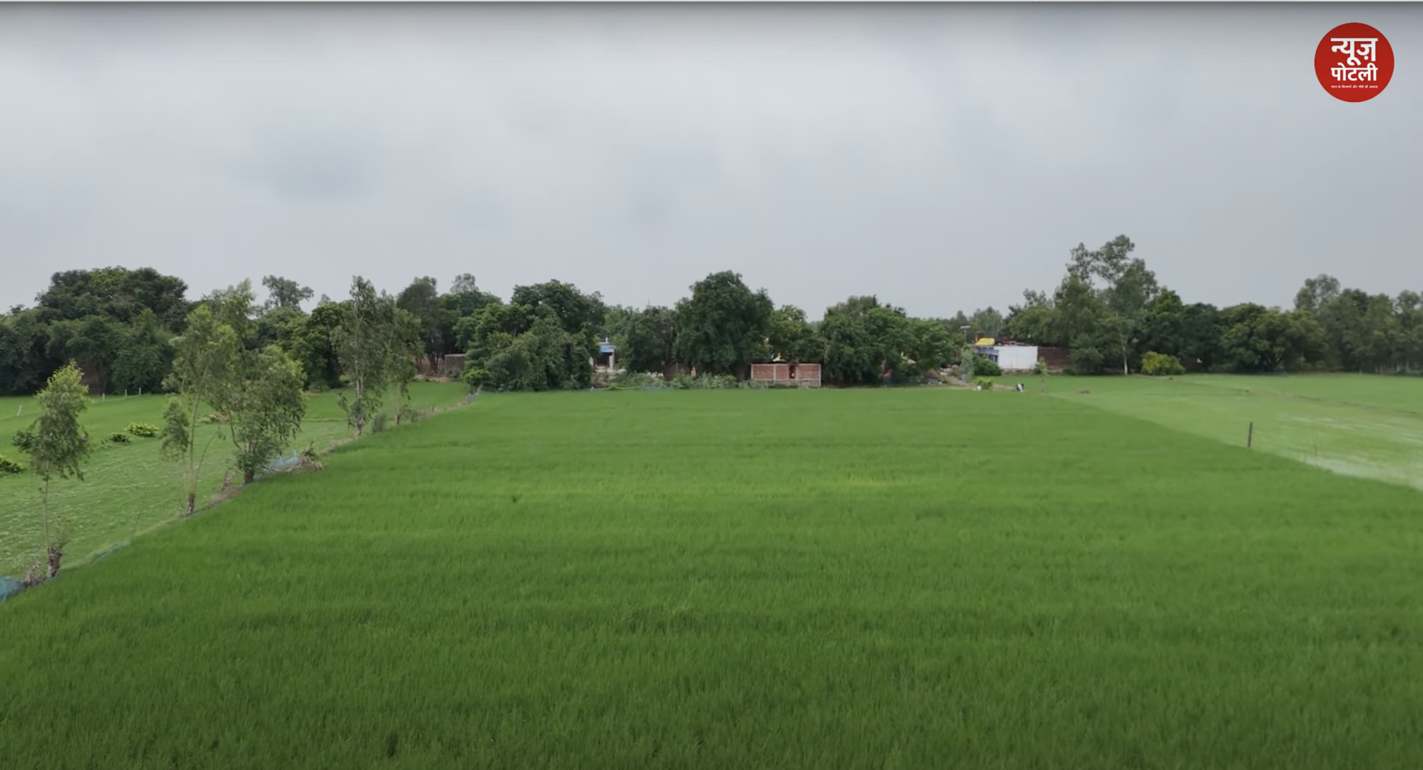 खरीफ धान