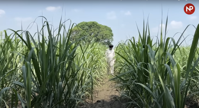 गन्ना विकास विभाग