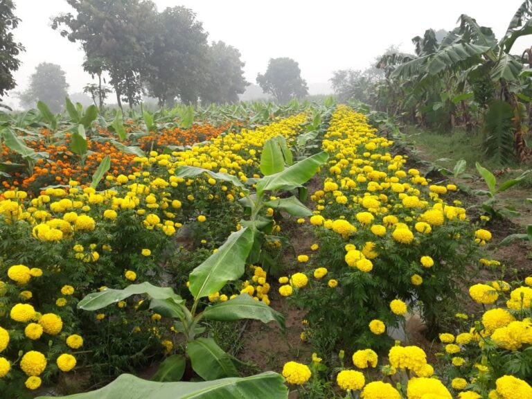 गेंदा फूल