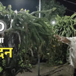 गुजरात
