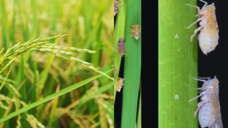 धान की फसल