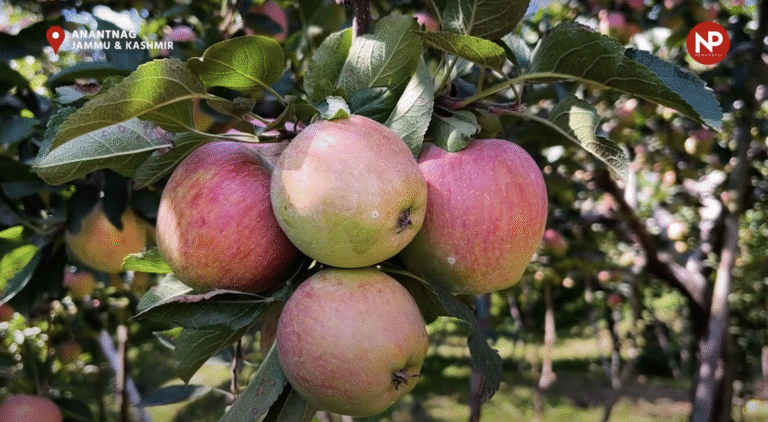 कश्मीर सेब किसानों के लिए खुशखबरी