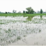 पंजाब कृषि विश्वविद्यालय