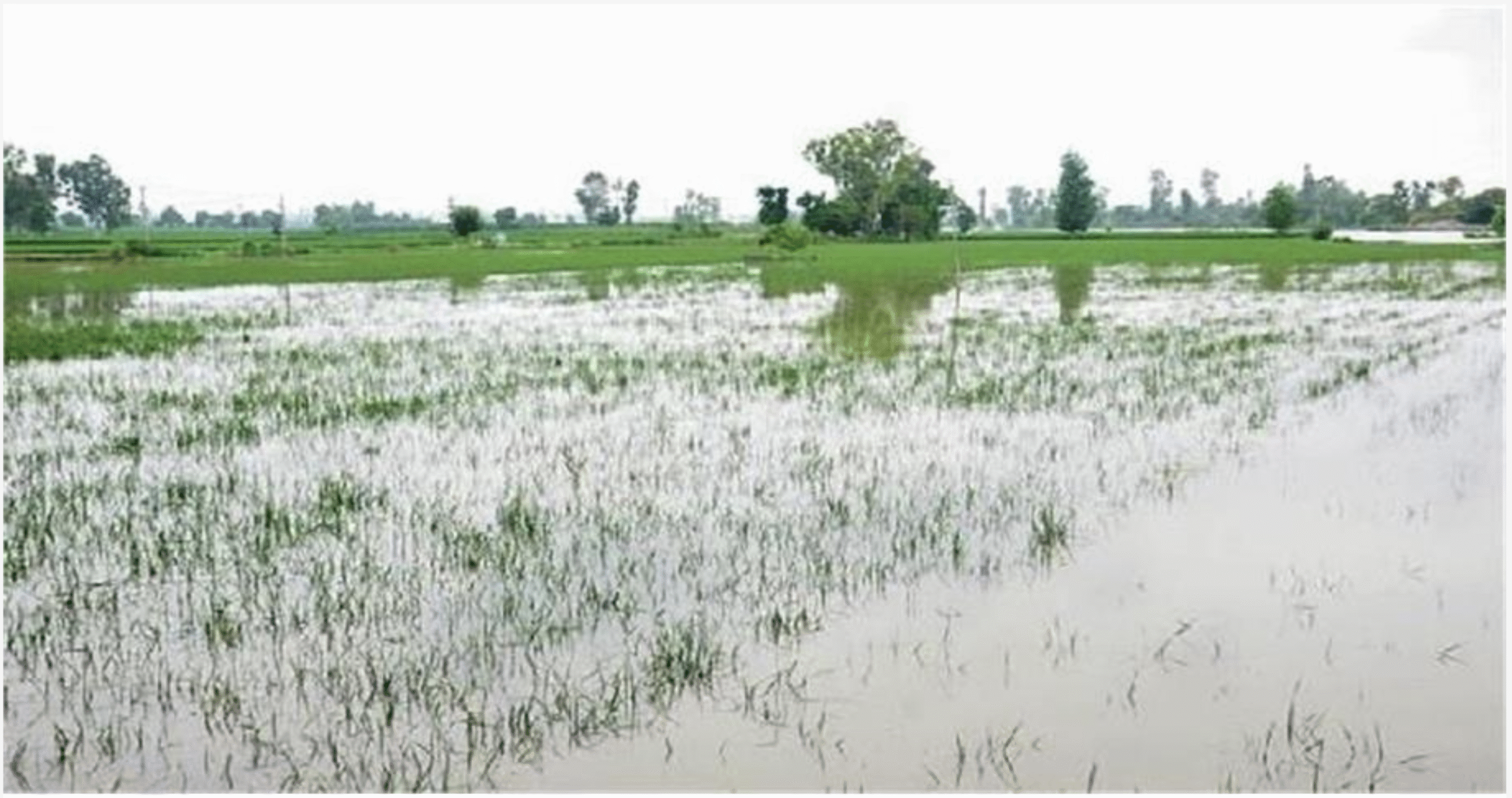 पंजाब कृषि विश्वविद्यालय
