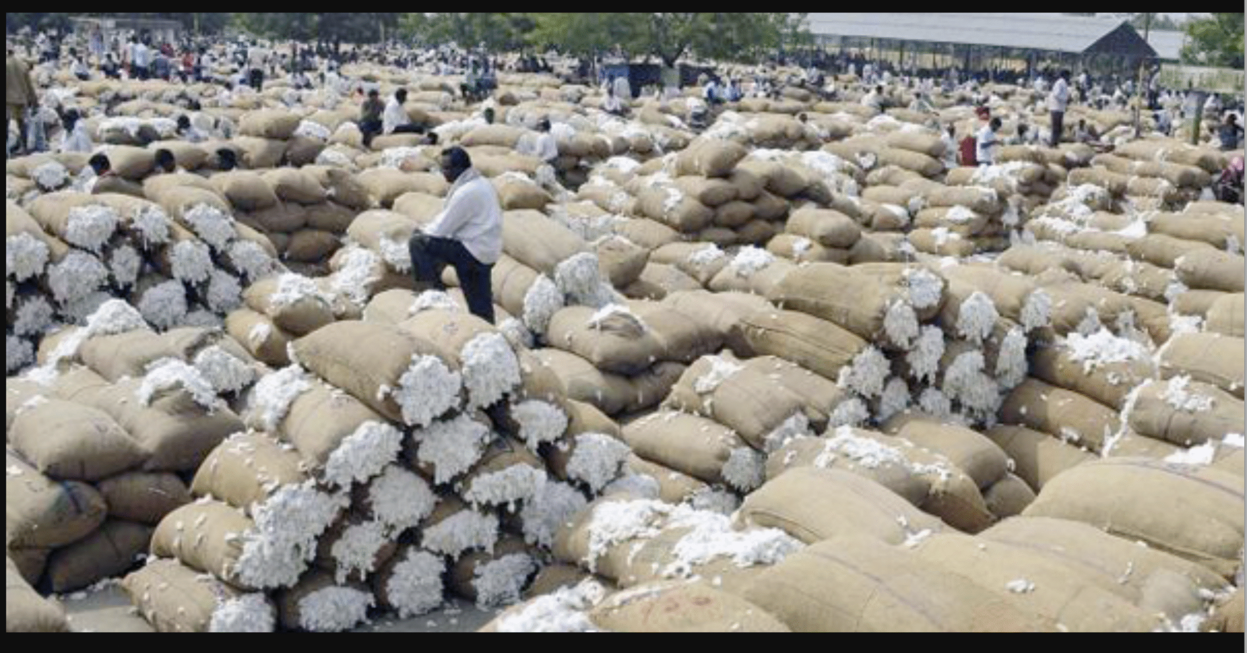 cotton
